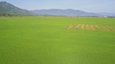 pirinç tarlaları arasında yürüyen insanlar