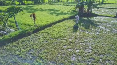 Vietnamlı salata sahada çalışan