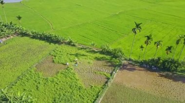 küçük alan salataya hasat insanlar 