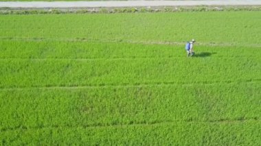 pirinç tarlaları ve kimyasallar yağmurlama adam 