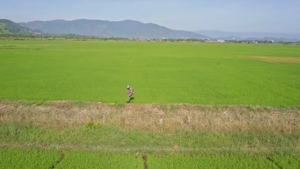 Kimyasallar üzerinde pirinç tarlaları yağmurlama adam — Stok video