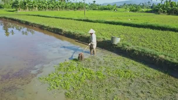 Agricultor asiático que trabaja en el campo de ensaladas — Vídeos de Stock