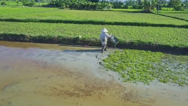 Agricoltore asiatico che lavora sul campo di insalata — Video Stock