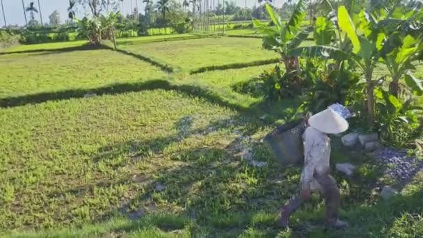 Agricultor asiático trabalhando no campo de saladas — Vídeo de Stock