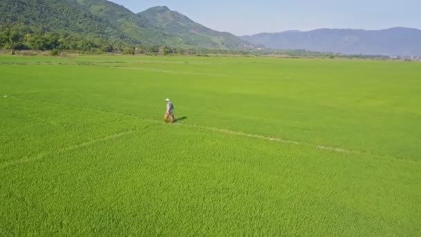 Agricultor caminha no caminho entre campos de arroz — Vídeo de Stock