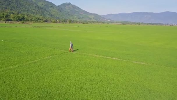 Contadino cammina sul sentiero tra le risaie — Video Stock