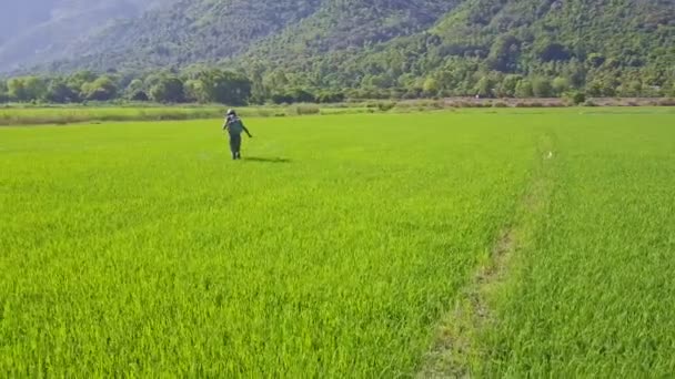 Kimyasallar üzerinde pirinç tarlaları yağmurlama adam — Stok video