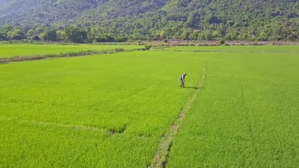 Kimyasallar üzerinde pirinç tarlaları yağmurlama adam — Stok video