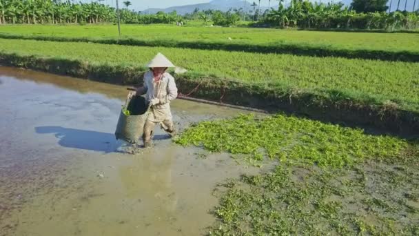 Agricultor asiático trabalhando no campo de saladas — Vídeo de Stock