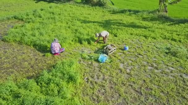 Agricultores que colhem salada no campo — Vídeo de Stock