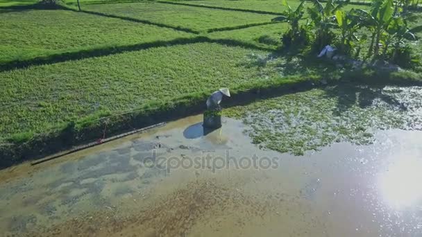 Agricoltore asiatico che lavora sul campo di insalata — Video Stock