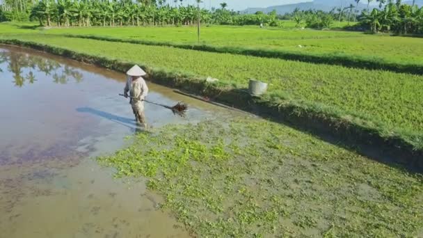 Asiatische Bäuerin arbeitet auf Salatfeld — Stockvideo