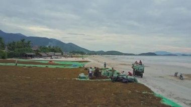 insanlar kuru deniz yosunu sahil üzerinde toplama