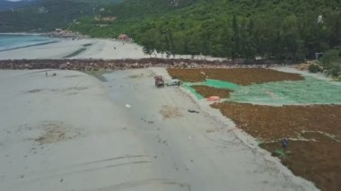 insanlar kuru deniz yosunu sahil üzerinde toplama