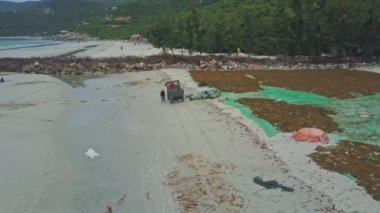 insanlar kuru deniz yosunu sahil üzerinde toplama