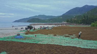 insanlar kuru deniz yosunu sahil üzerinde toplama