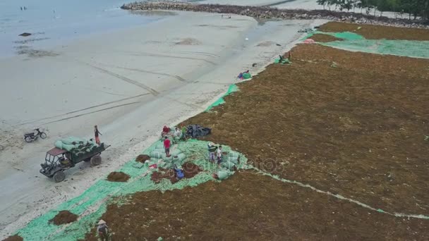 Gente recogiendo algas secas en la orilla del mar — Vídeos de Stock