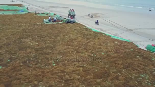 People gathering dry seaweed on seashore — Stock Video