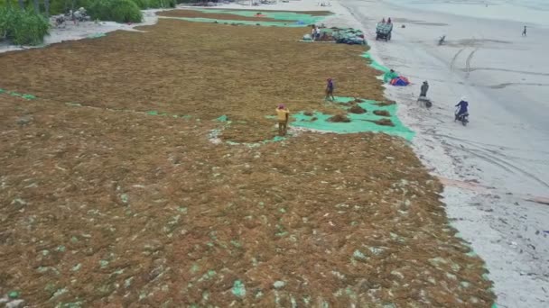 Les gens ramassant des algues sèches sur le rivage — Video