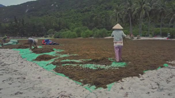 People gathering dry seaweed on seashore — Stock Video