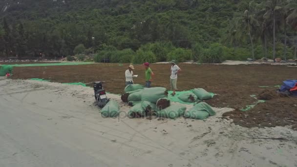Orang-orang mengumpulkan rumput laut kering di pantai — Stok Video
