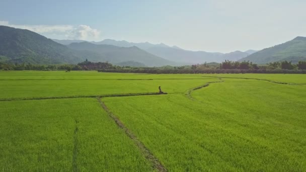 Girl doing yoga in rice field — Stock Video