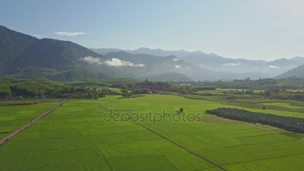 Campos de arroz entre plantas tropicales contra colinas — Vídeos de Stock