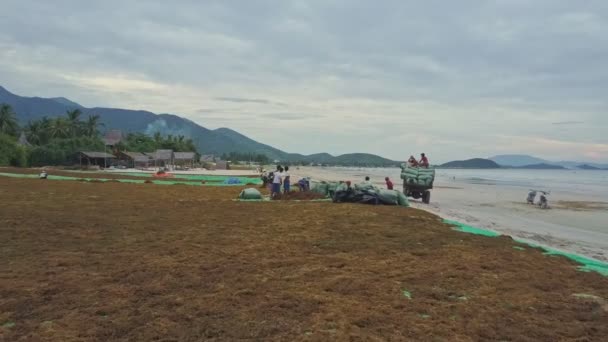 Orang-orang mengumpulkan rumput laut kering di pantai — Stok Video