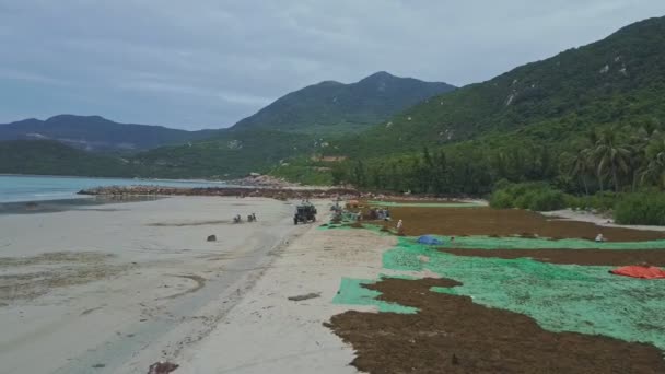 Люди собирают сухие водоросли на берегу моря — стоковое видео