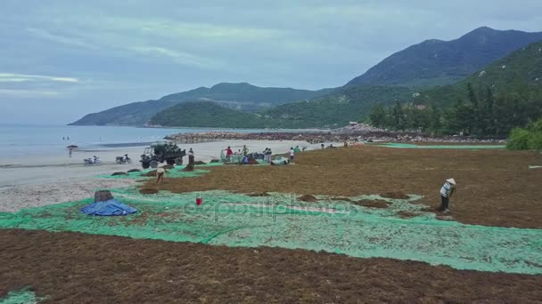 Menschen sammeln trockene Algen an der Küste — Stockvideo