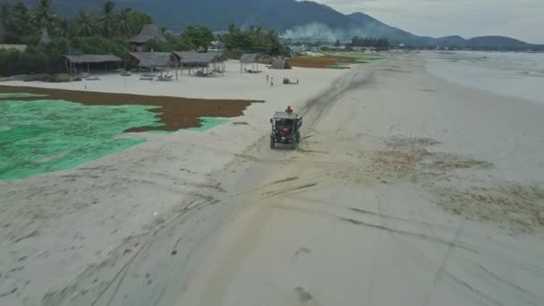Pickup drives ao longo da praia com algas de secagem — Vídeo de Stock