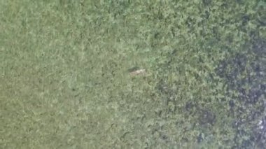 sırt okyanustaki Yüzme kız