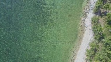 tropikal ocean palm beach