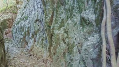 Cliffs Liana kökleri asmak aşağı kayaların üzerinden