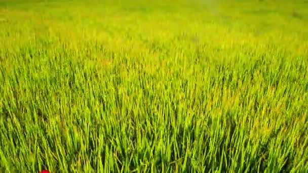 Menina caminha no campo de arroz verde — Vídeo de Stock