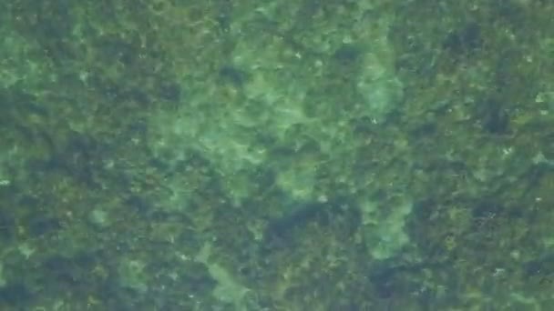 Дрібна поверхня бірюзового океану — стокове відео
