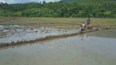 pirinç tarlaları üzerinde çalışan insanlar