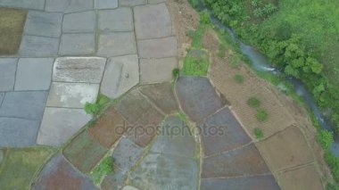 pirinç tarlaları üzerinde çalışan insanlar