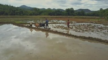 pirinç tarlaları üzerinde çalışan insanlar