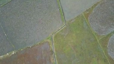 sınırsız sular altında pirinç tarlaları