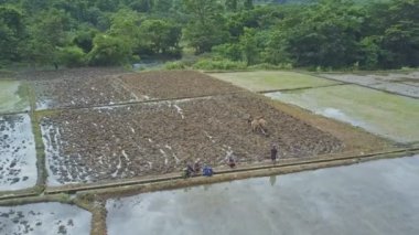 pirinç tarlaları üzerinde çalışan insanlar