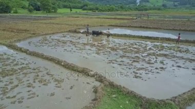 pirinç tarlaları üzerinde çalışan insanlar