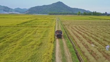 pirinç tarlaları arasında sürüş kamyon 