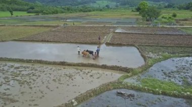 pirinç tarlaları üzerinde çalışan insanlar