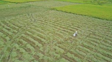 pirinç tarlaları Vietnamca Köyü