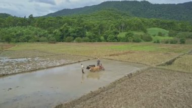 pirinç tarlaları üzerinde çalışan insanlar
