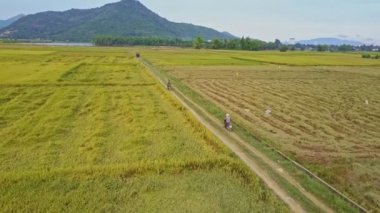 adam tarafından pirinç tarlaları arasında motosiklet sürüş