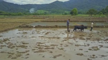 pirinç tarlaları üzerinde çalışan insanlar