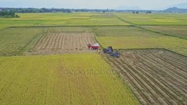  hasat pirinç alan üzerinde birleştirmek