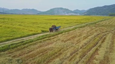 pirinç tarlaları arasında sürüş kamyon 
